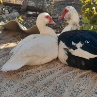 اردک اسراییلی و قوغاز