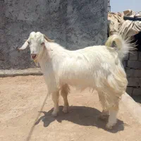 بز.