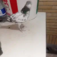 جوجه پاکستانی باخت دادم