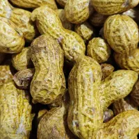 بادام زمینی لیمویی|خوردنی و آشامیدنی|اشنویه, |دیوار