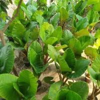 گل بابا آدم تنه قرمز|گل و گیاه طبیعی|مرزیکلا, |دیوار