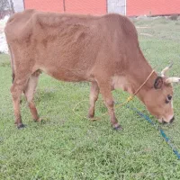 گاو گیل دورگ ۳ماه حامله|حیوانات مزرعه|رشت, حومه رشت|دیوار