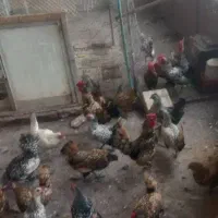 تخم نطفه دار