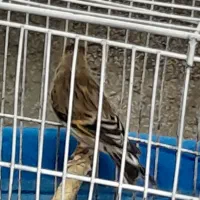 سهره قناری وقناری|پرنده|فولادشهر, B5|دیوار