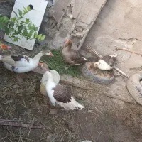 سلام ۷عدد غاز یکی نر مابقی ماده
