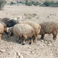 فروش 30 راس شیشک میش داشتی ناز آبستن و بره دار|حیوانات مزرعه|کازرون, |دیوار