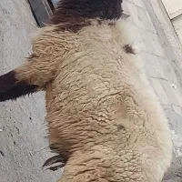 قوچ