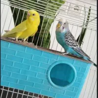 مرغ عشق|پرنده|شیروان (خراسان), |دیوار