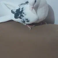 کبوتر پرشی|پرنده|برخوار, |دیوار