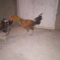 جوجه و خروس