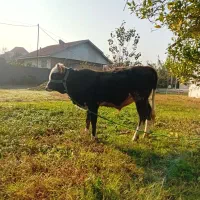 ورزا کوله چالوسی دورگ|حیوانات مزرعه|آستانه اشرفیه, |دیوار