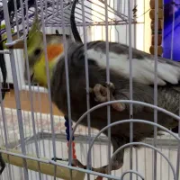 عروس سخنگو 8ماهه کاملا دستی با قفس|پرنده|رشت, کوی عرفان|دیوار