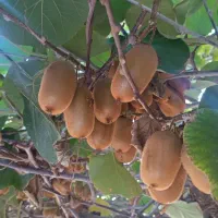 فروش کیوی حدود 60کیلو|خوردنی و آشامیدنی|قائمشهر, |دیوار