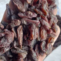 کشمش افتابی|خوردنی و آشامیدنی|ملایر, |دیوار