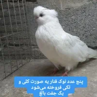 کبوتر نوک قنار|پرنده|اسلام‌شهر, شهرک محمدیه|دیوار