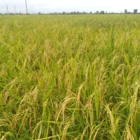 تیم بینج.بذر طارم