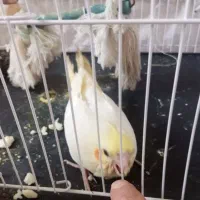 عروس هلندی سالم سرحال