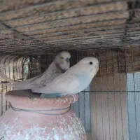 مرغ عشق انگلیسی
