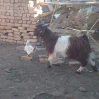 ۳ تا بزغاله نر چاق فروشی گوسفند.میش.بز.بزغاله|حیوانات مزرعه|تربت‌حیدریه, پائین ولایت|دیوار