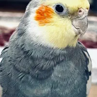 عروس هلندی(گمشده)