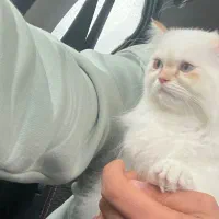 گربه پرشین هیمالین|گربه|لاهیجان, شیشه گران|دیوار