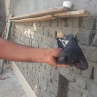 کفتر پرشی|پرنده|قم, علی آباد|دیوار
