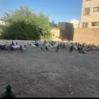 فروش یک بوم کبوتر|پرنده|گلپایگان, |دیوار