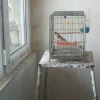 سهره نر دوخال