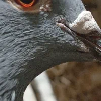 کفتر|پرنده|قم, یزدان‌شهر|دیوار