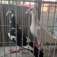 جفت مولد|پرنده|فریدون‌کنار, |دیوار
