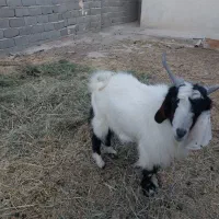 یک راس بز