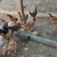 مرغ محلی|پرنده|سرپل ذهاب, |دیوار