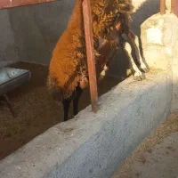 بره نر درشت