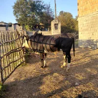 گاو نر محلی   چمری کر