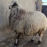 میش با بره درجه یک دو رگ رومانف