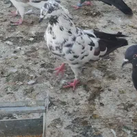 کبوترماده غریب از بلندی|پرنده|کرج, حصارک پایین|دیوار