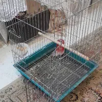 عروس هلندی جفت|پرنده|هشتگرد, مدرس|دیوار