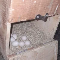 فروش 8 عدد عروس هلندی مولد و جوجه ها|پرنده|زرقان, |دیوار