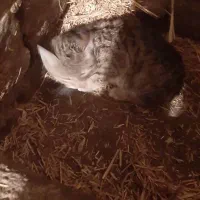 گربه خوب|گربه|اردبیل, |دیوار