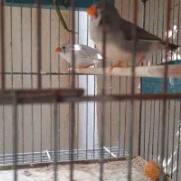 فنچ مصری سیلور و زبرا|پرنده|بوشهر, |دیوار