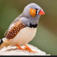 یک جفت فنچ