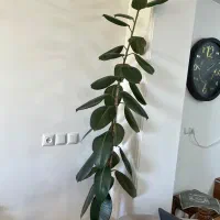 گل فیکوس سبز