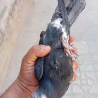 معامله میکنم کبوتر با جفت خوشگل جوجه زرد پلنگ دم