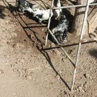 مرغ و خروس گلین