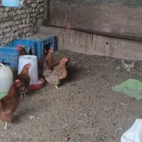 مرغ تخم گذار