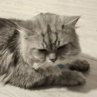 گربه نر برای جفت گیری|گربه|بندرعباس, |دیوار