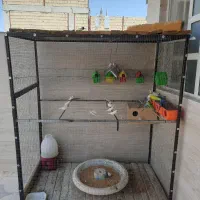 قفس بزرگ،پرنده،مرغ عشق،فنج