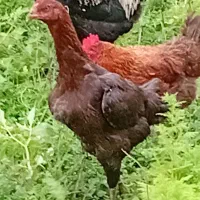 مرغ لار بااصالت|حیوانات مزرعه|کیاشهر, |دیوار