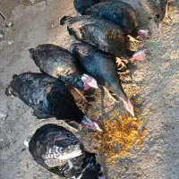 بوقلمون محلی|حیوانات مزرعه|شیروان (لرستان), |دیوار