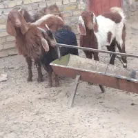 بز یکساله دونه پنج نهصد